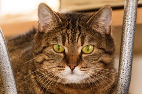 Portrait of the cat in relaxation