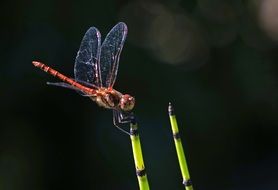 Dragonfly Halm close-up on blurred background