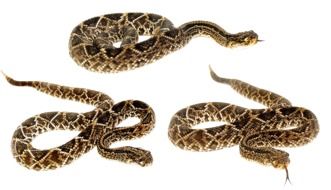 photos of three venomous snakes