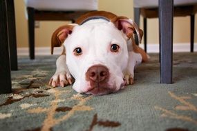 cute puppy on the carpet closeup