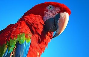 red big parrot close up