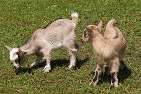 Young Animals Goat in meadow wildlife photography