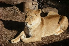 Lioness Predator