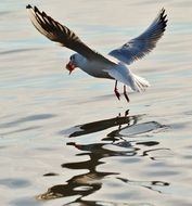 Seagull fly above lake Water scene