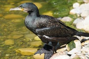 Cormorant Bird near water close-up