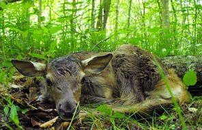 Newborn calf in the wildlife