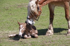 horse near foal in the pasture on a sunny day