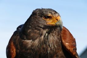 dark brown bird of prey