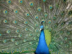 Peacock colorful portrait