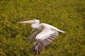 pelican flies over a green field