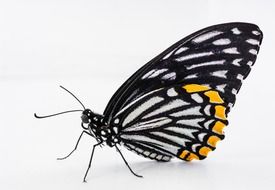 butterfly with beautiful wings on a light background