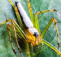 Yellow spider on leaf