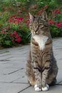 Cute domestic cat sits in the garden