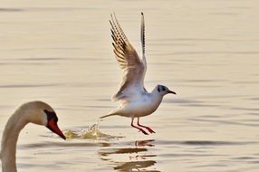 Gull and swan on the lake