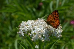 Butterfly insect on white Flower