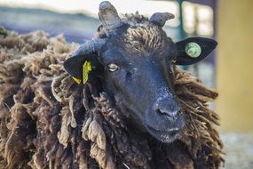 Brown sheep on the farm