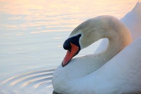 white mute swan on the lake