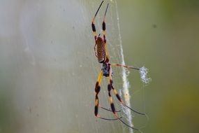 closeup photo of poisonous arachnid in the web