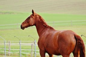 graceful well-groomed horse