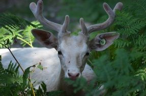 Picture of the wild deer in nature