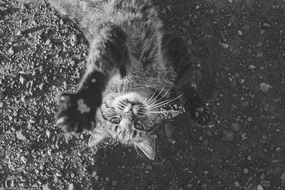 Picture of the cat is lying