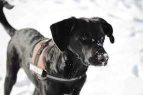black labrador on the snow