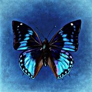 Blue black Butterfly on blue wall