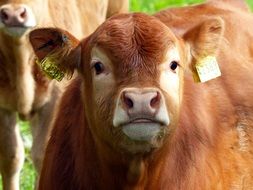 numbered young calf