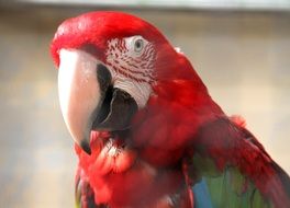 Parrot Bird colorful portrait close-up