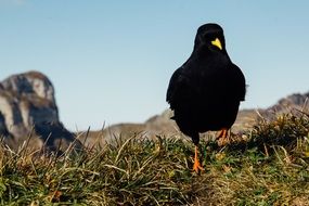 Blackbird with Yellow Beak walking straight