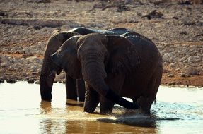 Group of elephants in the water