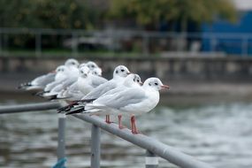 many gulls on the railing near the water