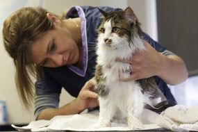 vet examines a cat