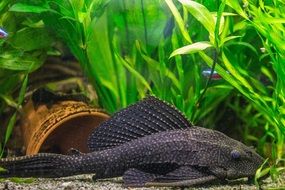 black catfish in the aquarium