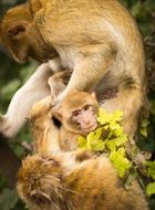 Monkeys in the jungle