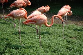 Pink flamingo flock walk in the forest