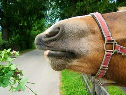 brown horse snout