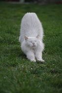 cute White Cat