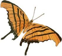 drawing of an orange butterfly