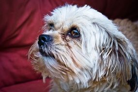 White dog looking with Attention