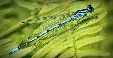 closeup of a blue dragonfly in the garden