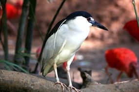 Striated Heron, Tropical Bird close up