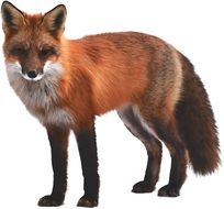 graphic image of a brown wild fox