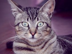 cat portrait on purple background