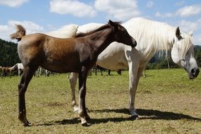 horses of Arab breed