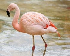 pink flamingo walks on water
