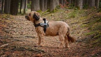 terrier in the forest