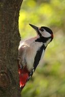 Great Spotted Woodpecker on the wood close-up