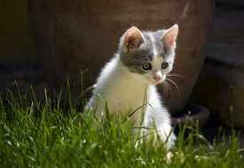 Kitten in the grass