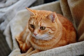 red cat on a chair